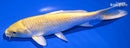 6.75" YAMABUKI OGON