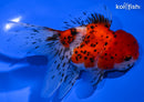 4.75" CALICO ORANDA GOLDFISH