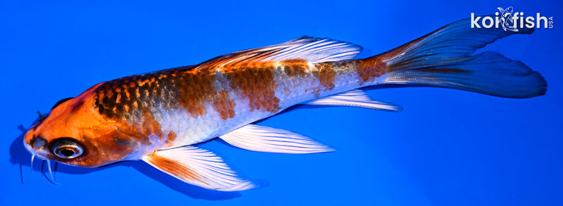 5.75" KUJAKU BUTTERFLY