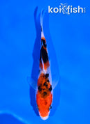 4.5" SANKE