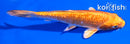 5.5" GINRIN ORENJI OGON