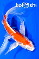 7.25" HARIWAKE BUTTERFLY
