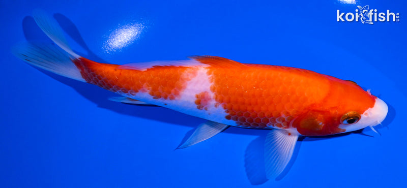 7" KOHAKU