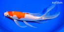 9.5" KOHAKU BUTTERFLY
