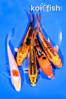 PACK OF (5) 5.25" STANDARD KOI