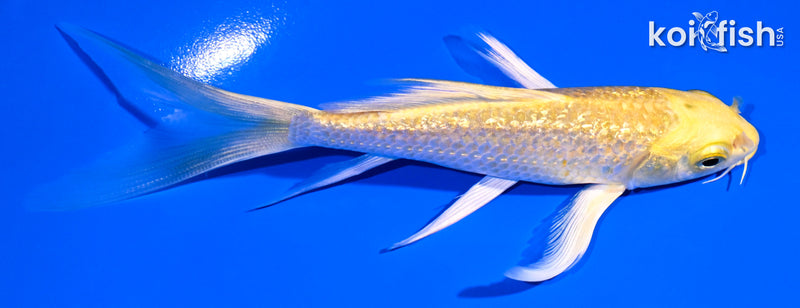 5.25" GINRIN YAMABUKI OGON BUTTERFLY