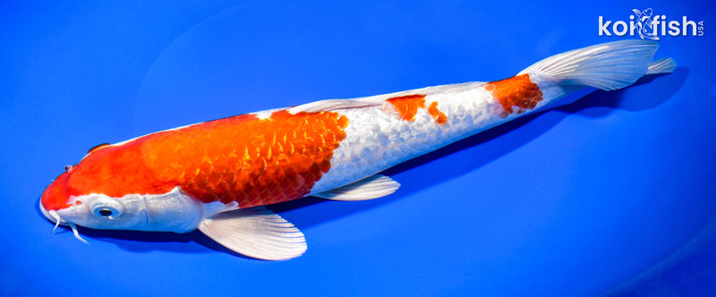 11.25" GINRIN HARIWAKE