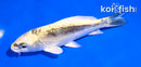 5.5" KIN KIKOKURYU