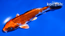 5.5" KUJAKU