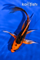 4.75" DOITSU KIN ORENJI MATSUBA BUTTERFLY