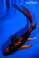 5.5" HI UTSURI