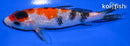 5.25" GINRIN SANKE