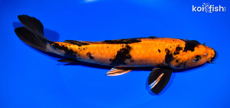 11.25" HI UTSURI
