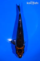 7" LEATHER BENI KIKOKURYU