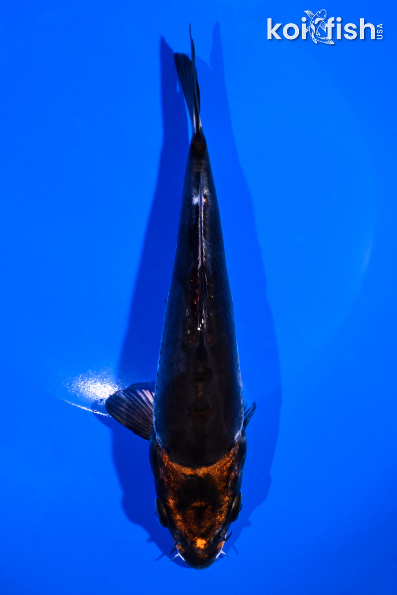 7" LEATHER BENI KIKOKURYU