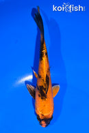 5.5" KIN HI UTSURI
