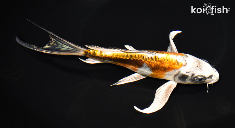 8" KIN KIKOKURYU BUTTERFLY