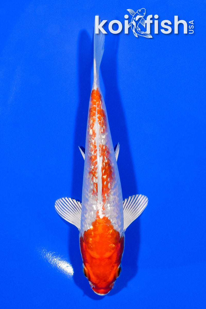 5" GINRIN HARIWAKE