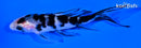 4.5" SANKE BUTTERFLY