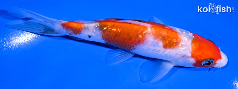 5.25" GINRIN SANKE