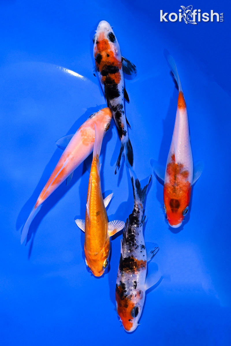 PACK OF (5) 4-5" STANDARD KOI