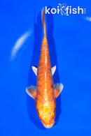 6.75" ARAGOKE ORENJI OGON