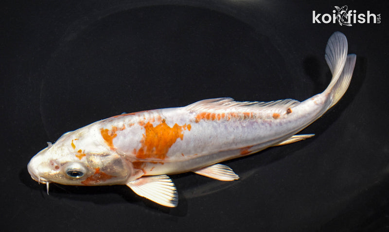 8.5" HEISEI NISHIKI