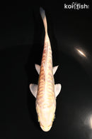 5" ARAGOKE YAMABUKI OGON