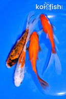 PACK OF (4) 5.25-6" COMET GOLDFISH