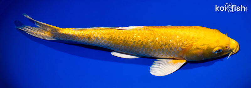 13" GINRIN YAMABUKI OGON