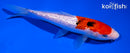 6" GINRIN SANKE