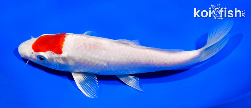 7.5" TANCHO HARIWAKE