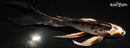 7.75" KUJAKU BUTTERFLY
