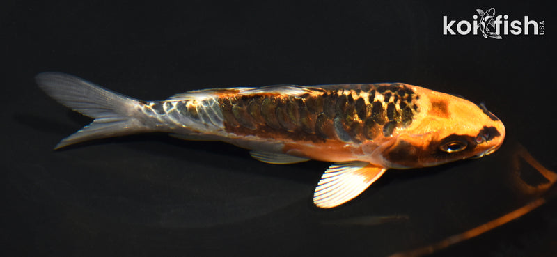 5.75" ARAGOKE BENI KIKOKURYU