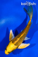 4.5" GINRIN KI MATSUBA BUTTERFLY