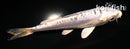 4.5" KIKOKURYU