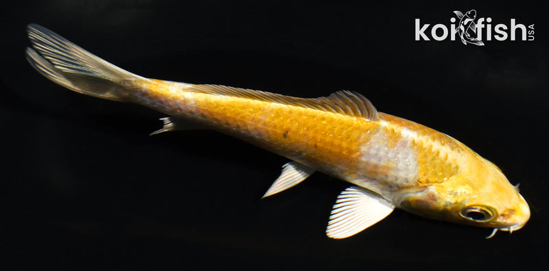 5" HARIWAKE