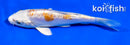 4.5" KIKUSUI
