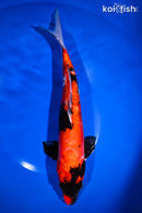 12.25" DOITSU HI SHOWA