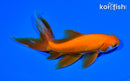 6.25" WATONAI GOLDFISH