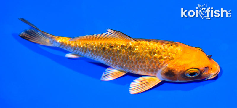 5.25" GINRIN ORENJI MATSUBA