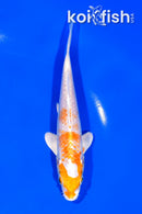 6" HARIWAKE