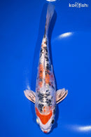 9.25" HEISEI NISHIKI