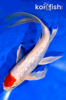 10.25" GINRIN TANCHO HARIWAKE BUTTERFLY