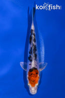 4.5" HEISEI NISHIKI
