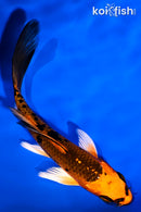 4.75" ORENJI BEKKO BUTTERFLY