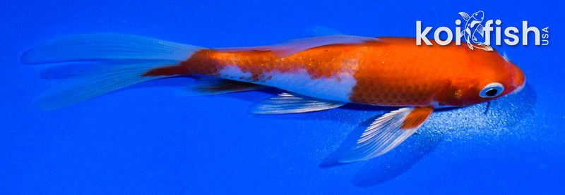 4.5" KOHAKU BUTTERFLY