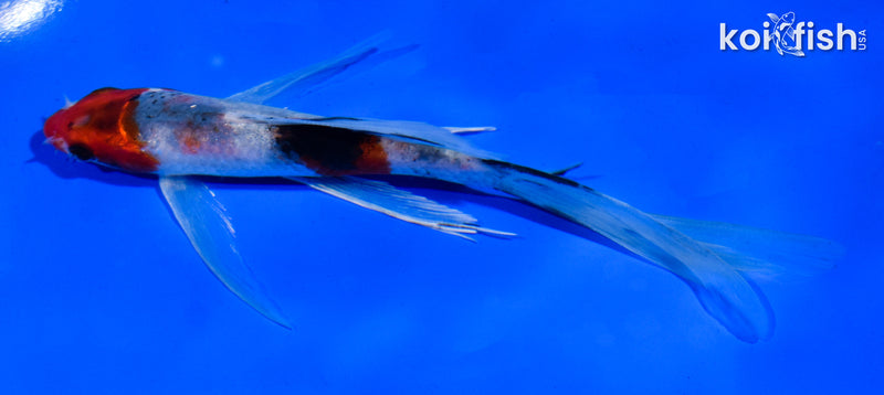 5.5" SANKE BUTTERFLY