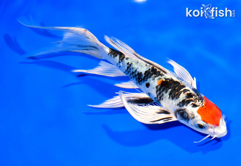 8.25" MARUTEN YAMATO NISHIKI BUTTERFLY
