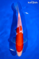 8" KOHAKU